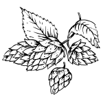 Hopfen